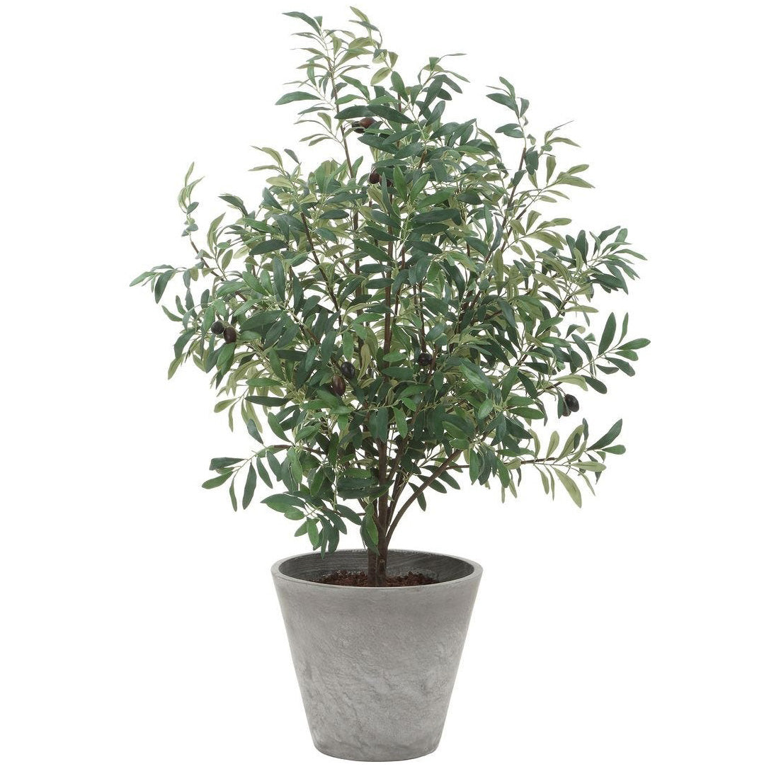 Marisol Potted Olive Plant